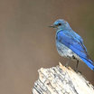 Mountain Bluebird